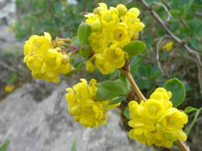 Berberis vulgaris ssp cantabrica